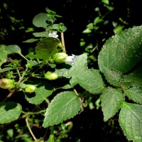 Strobilanthes lupulina Nees